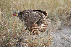 Pternistis leucoscepus