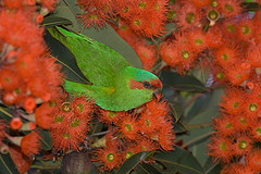 Glossopsitta concinna