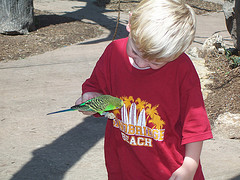 Melopsittacus undulatus