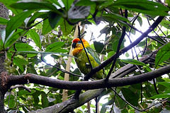 Psittaculirostris desmarestii