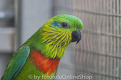 Psittaculirostris salvadorii