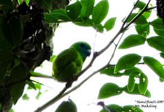 Bolbopsittacus lunulatus