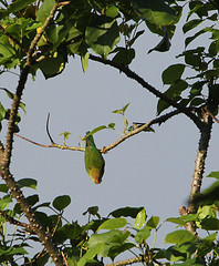 Loriculus beryllinus