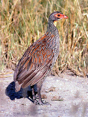 Pternistis rufopictus