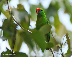 Loriculus philippensis