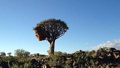 Agapornis roseicollis