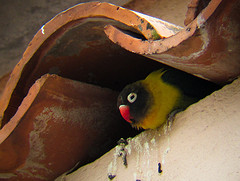 Agapornis personatus