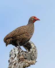 Pternistis swainsonii