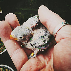 Agapornis nigrigenis