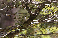 Acanthisitta chloris