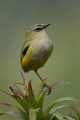 Xenicus gilviventris