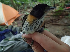 Smithornis rufolateralis