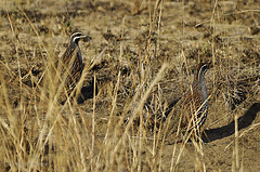 Margaroperdix madagarensis