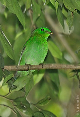 Calyptomena viridis