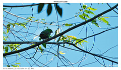 Calyptomena whiteheadi