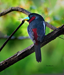 Cymbirhynchus macrorhynchos