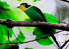 Psarisomus dalhousiae