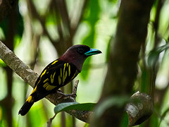 Eurylaimus javanicus