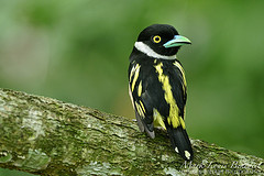 Eurylaimus ochromalus