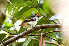 Sarcophanops steerii