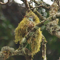 Pseudocalyptomena graueri