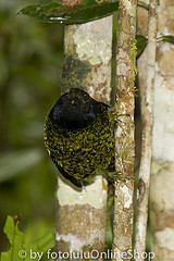 Philepitta castanea