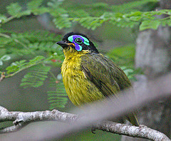 Philepitta schlegeli