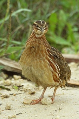 Coturnix coturnix