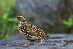Coturnix japonica
