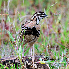 Coturnix coromandelica