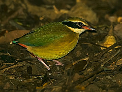 Pitta brachyura