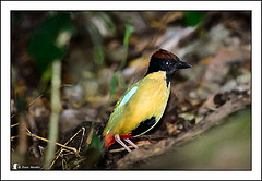 Pitta versicolor