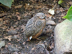Coturnix delegorguei