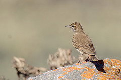 Geositta poeciloptera