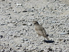 Geositta cunicularia