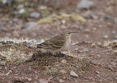 Geositta tenuirostris