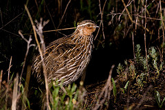 Coturnix pectoralis