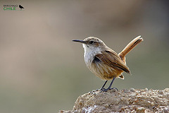 Ochetorhynchus ruficaudus