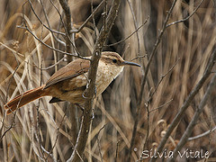 Ochetorhynchus andaecola