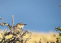 Ochetorhynchus phoenicurus
