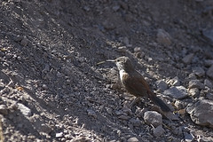 Ochetorhynchus melanurus