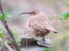 Upucerthia validirostris