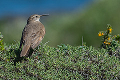 Upucerthia dumetaria