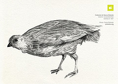 Coturnix novaezelandiae