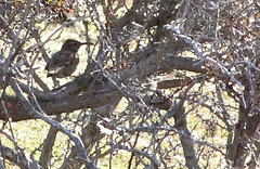 Upucerthia saturatior