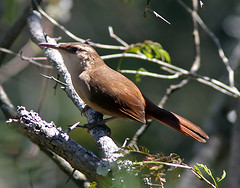 Tarphonomus harterti