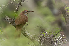 Tarphonomus certhioides