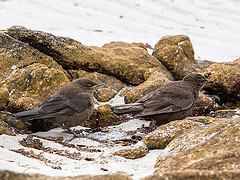 Cinclodes antarcticus