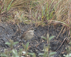Cinclodes albidiventris
