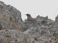 Cinclodes comechingonus